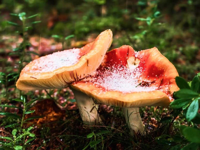 Sonhar com Cogumelos Coloridos