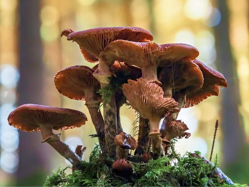 Sonhar com Cogumelos Enormes
