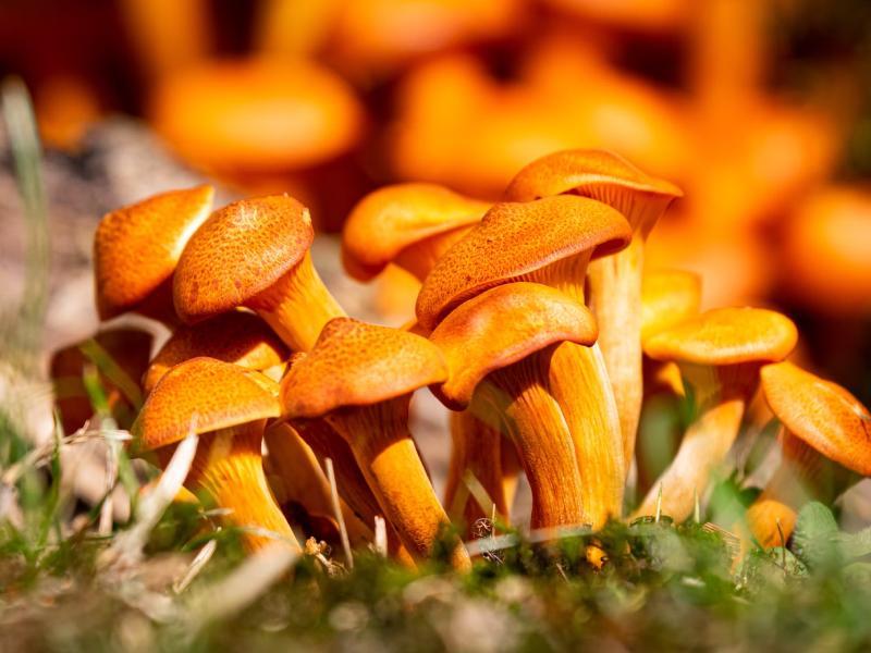 Sonhar com Cogumelos Laranja