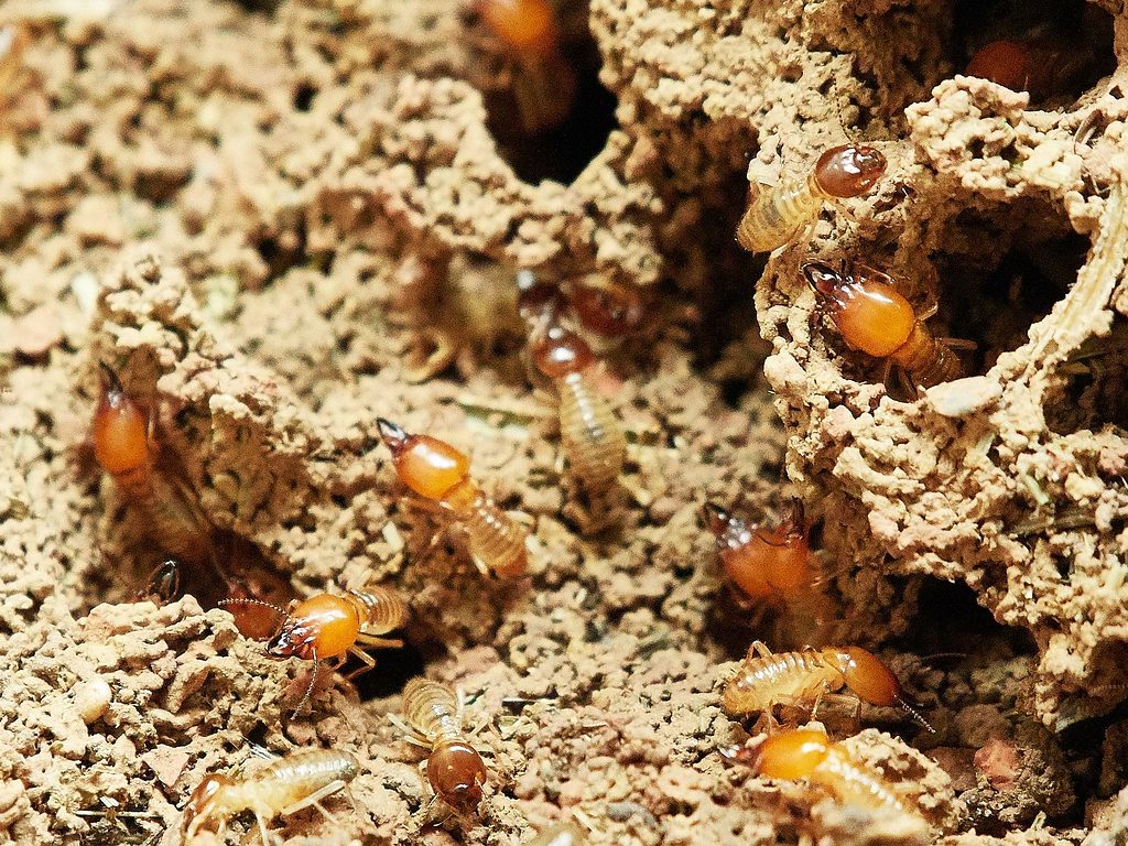 Sonhar com Cupins