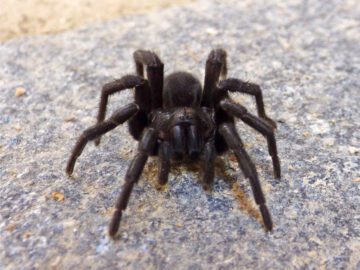 Thumbnail Sonhar com Terror Das Aranhas