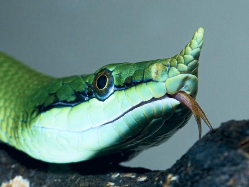 Sonhar com Terror de Cobras