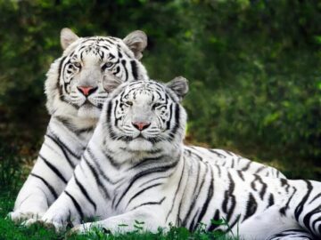 Sonhar com Tigres Albinos