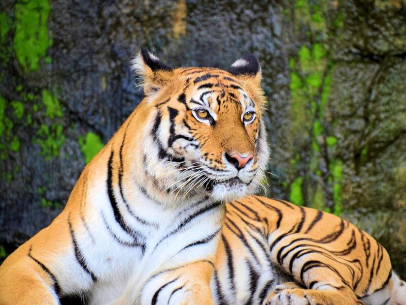 Sonhar com Tigres Amarrados