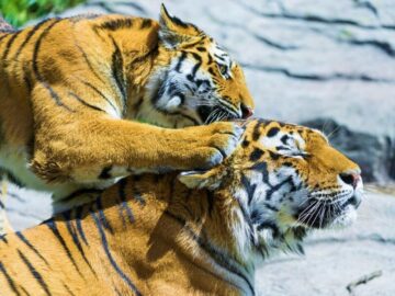 Thumbnail Sonhar com Tigres Amigáveis