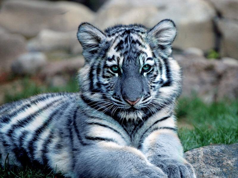 Sonhar com Tigres Azuis