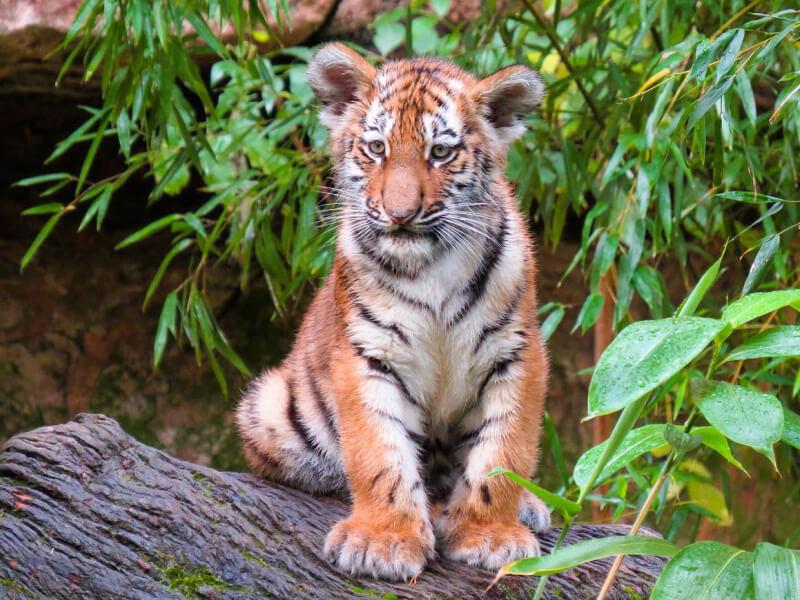 Sonhar com Tigres Bebês