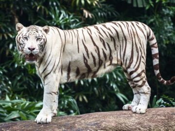 Thumbnail Sonhar com Tigres Brancos