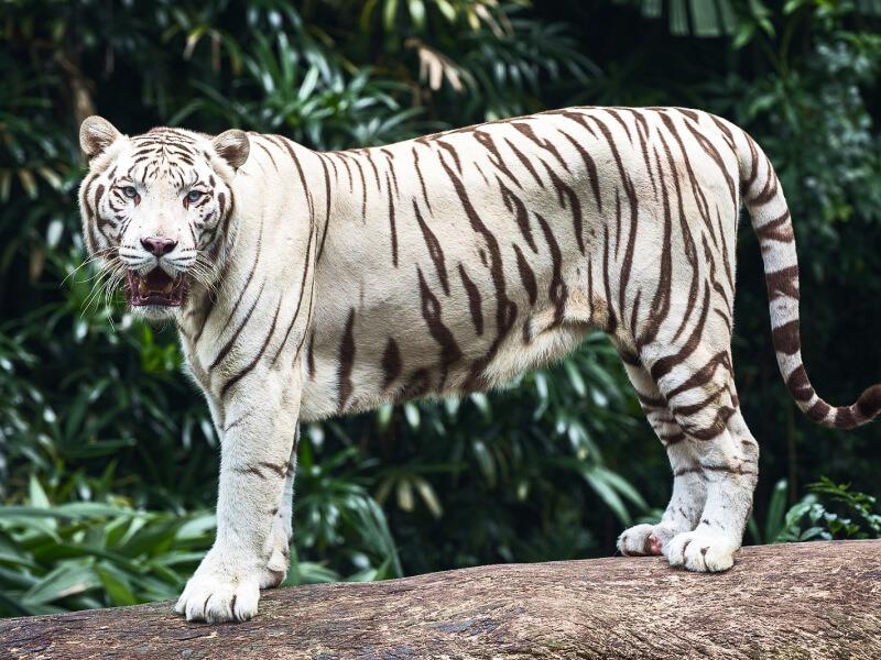 Sonhar com Tigres Brancos