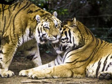 Thumbnail Sonhar com Tigres Fofinhos