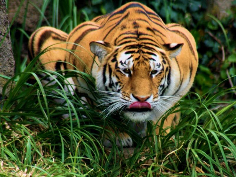 Sonhar com Tigres Caçando