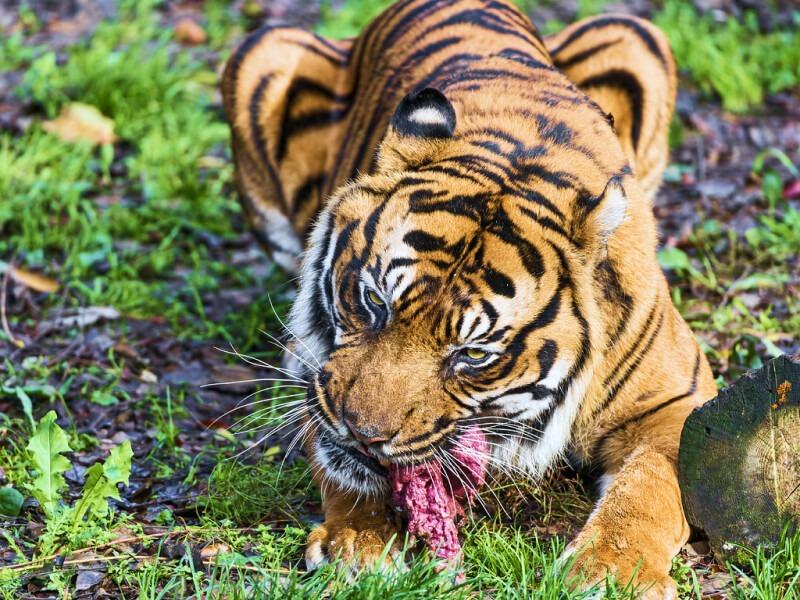 Sonhar com Tigres Comendo