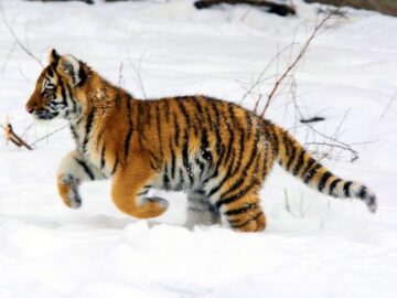 Sonhar com Tigres Correndo