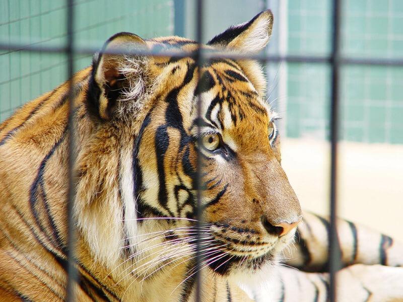 Sonhar com Tigres Enjaulados