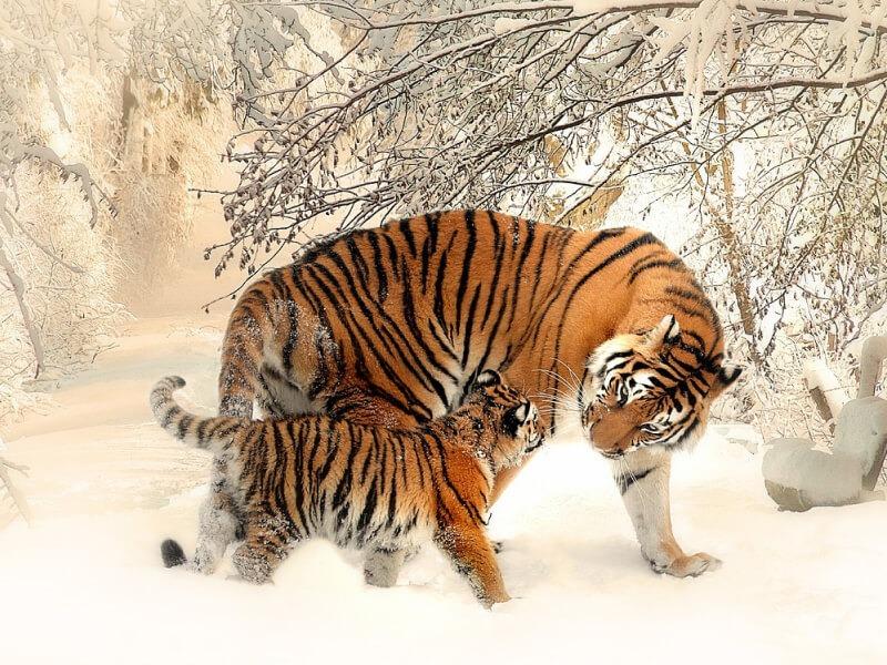 Sonhar com Tigres Grandes