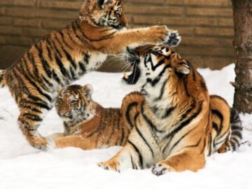 Thumbnail Sonhar com Tigres de Estimação