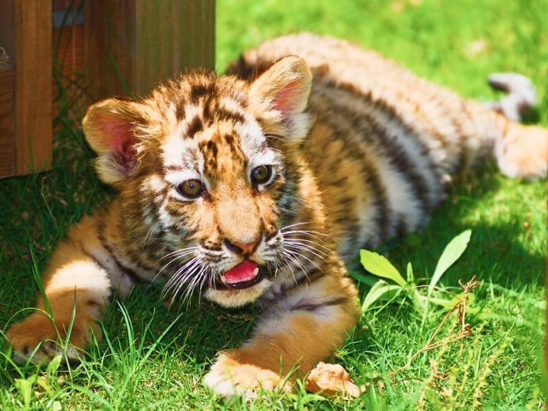 Sonhar com Pequenos Tigres