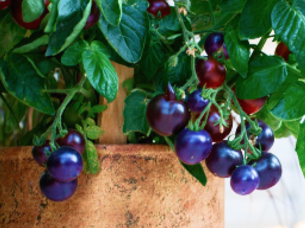 Sonhar com Tomate Azul
