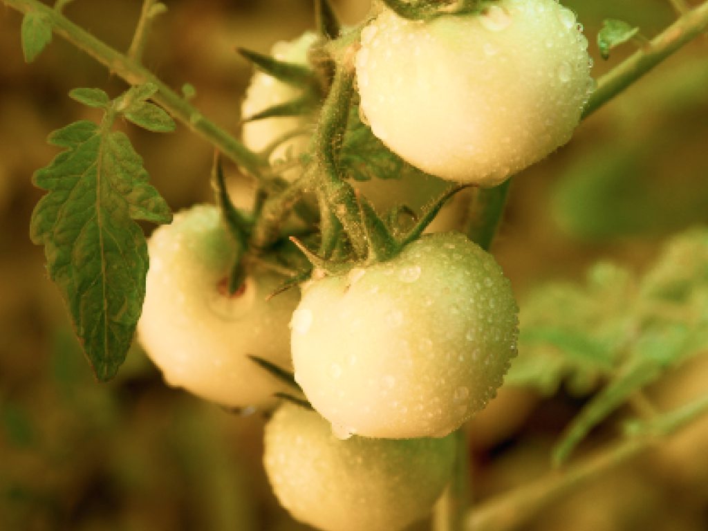 Sonhar com Tomate Branco