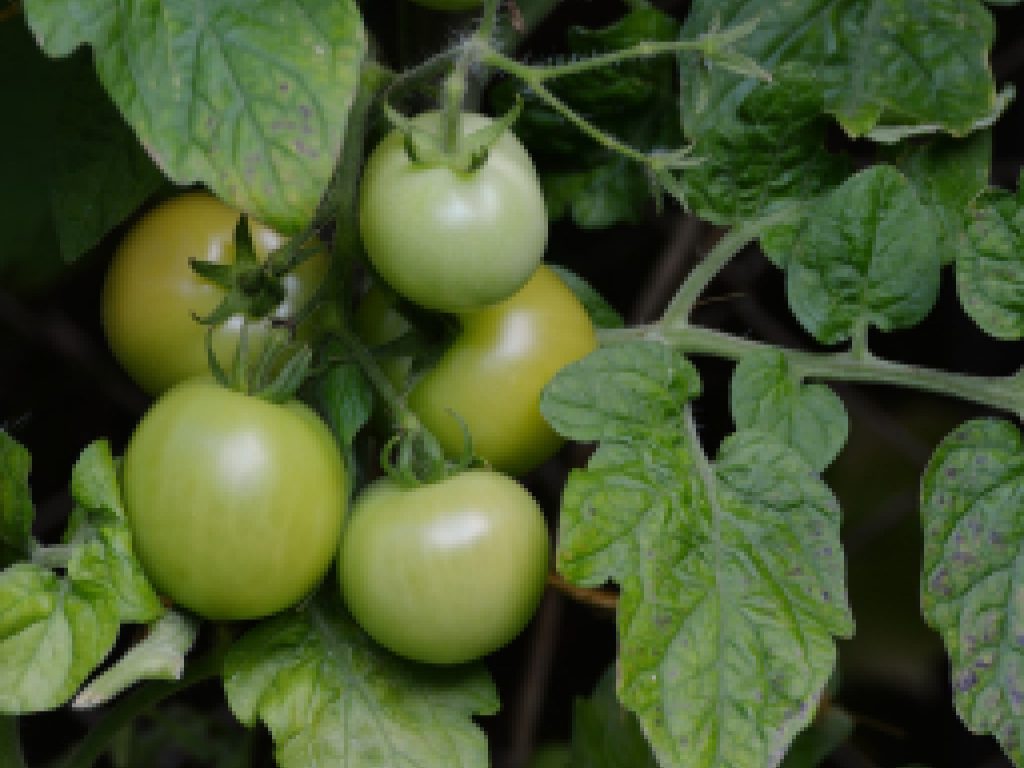 Sonhar com Tomate Maduro