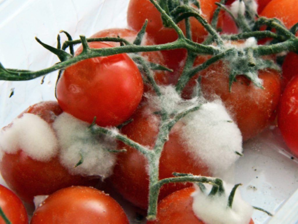 Sonhar com Tomate Podre