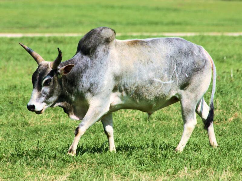 Sonhar com Touros Zebuínos