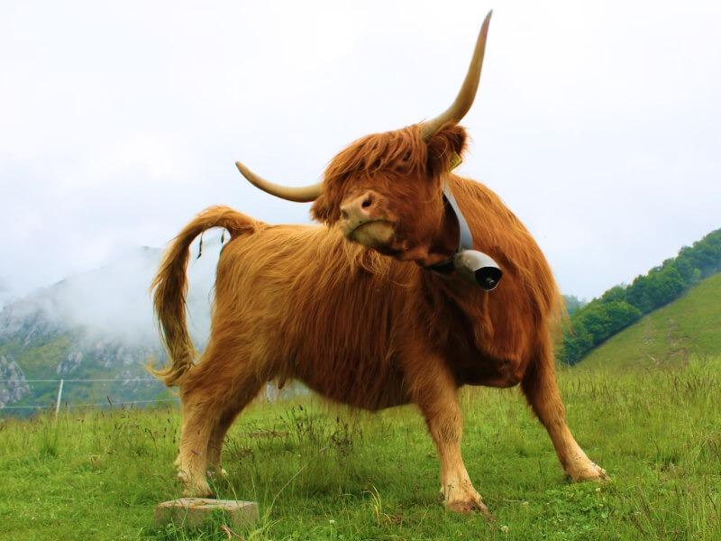 Sonhar com Touros Soltos