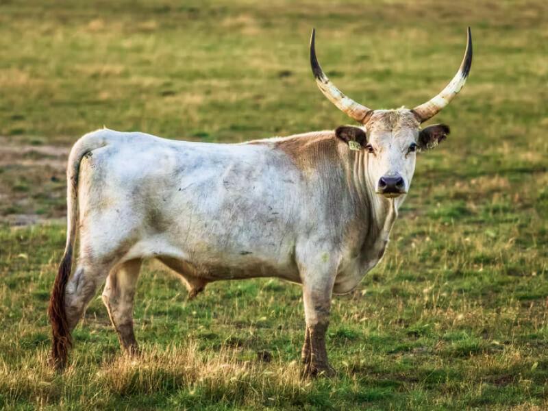 Sonhar com Touros