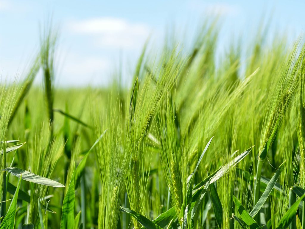 Sonhar com Trigo Verde