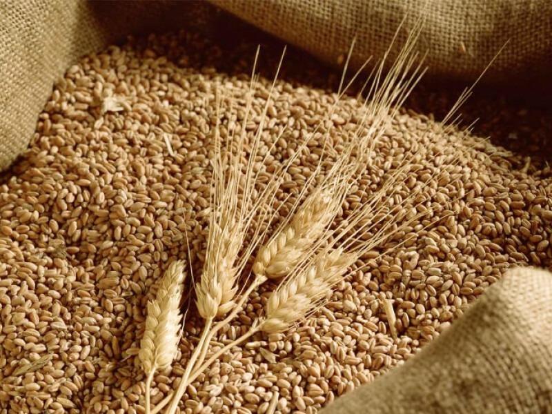 Sonhar com Trigo e Cevada