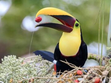 Thumbnail Sonhar com Tucano Amarelo