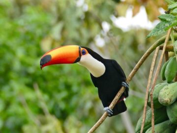 Thumbnail Sonhar com Tucano Gigante