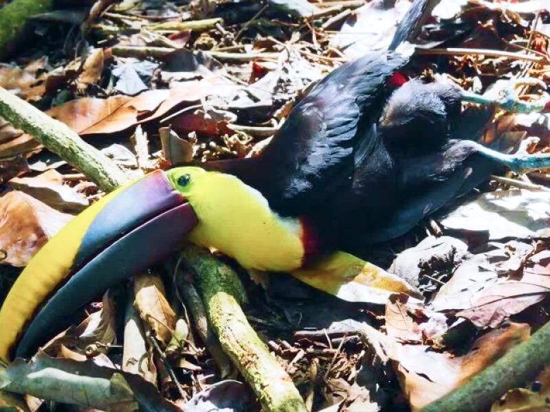 Sonhar com Tucano Morto
