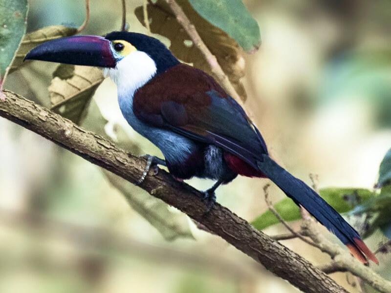Sonhar com Tucano Preto