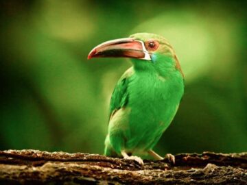 Thumbnail Sonhar com Tucano Verde