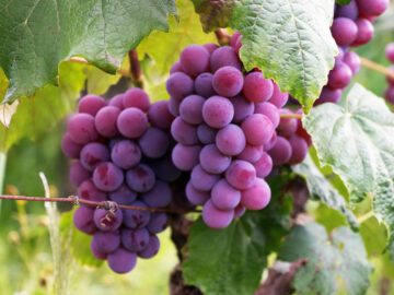 Thumbnail Sonhar com Uvas