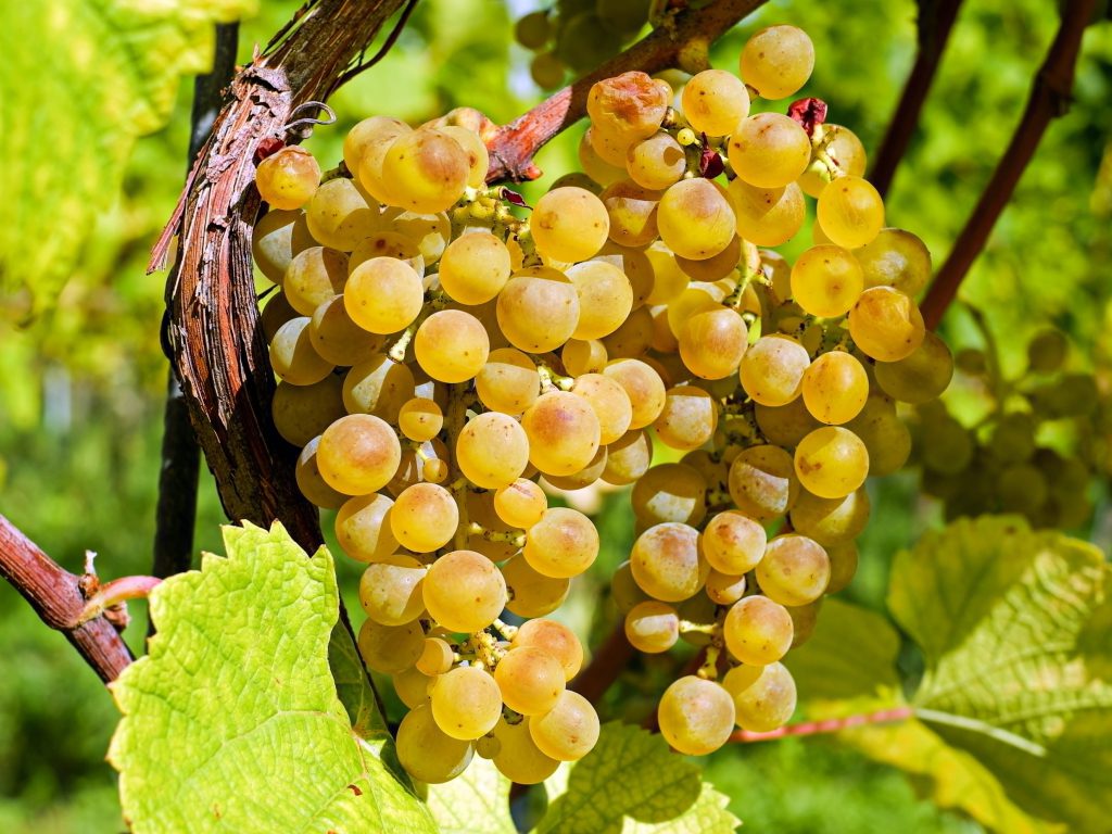 Sonhar com Uvas Amarelas