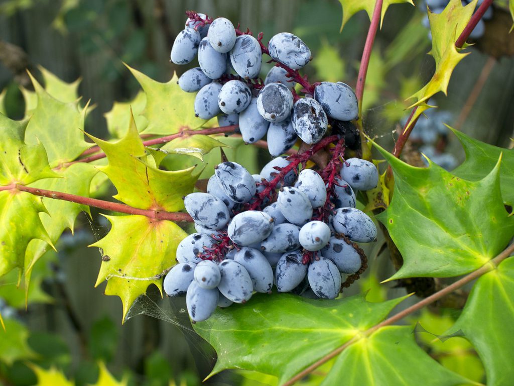 Sonhar com Uvas Azuis