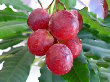 Thumbnail Sonhar com Uvas Gigantes