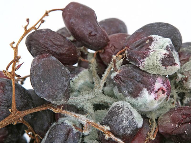 Sonhar com Uvas Malogradas