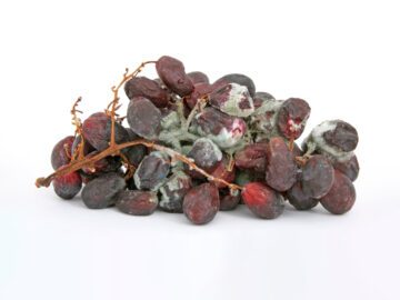 Thumbnail Sonhar com Uvas Podres