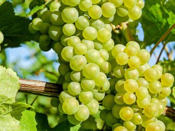 Sonhar com Uvas Verdes