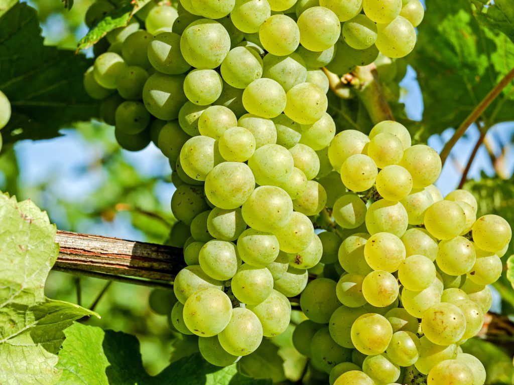 Sonhar com Uvas Verdes