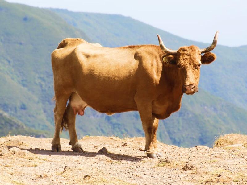 Sonhar com Vaca com Chifres