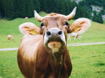 Thumbnail Sonhar com Vaca Gigante
