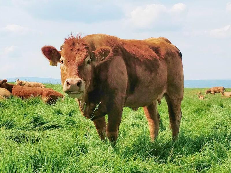 Sonhar com Vaca Grande