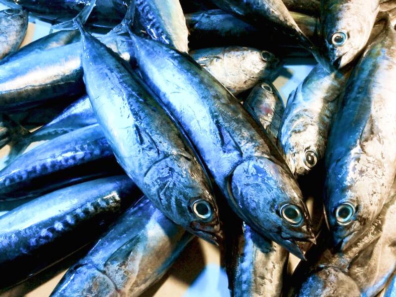 Sonhar com Venda de Atum