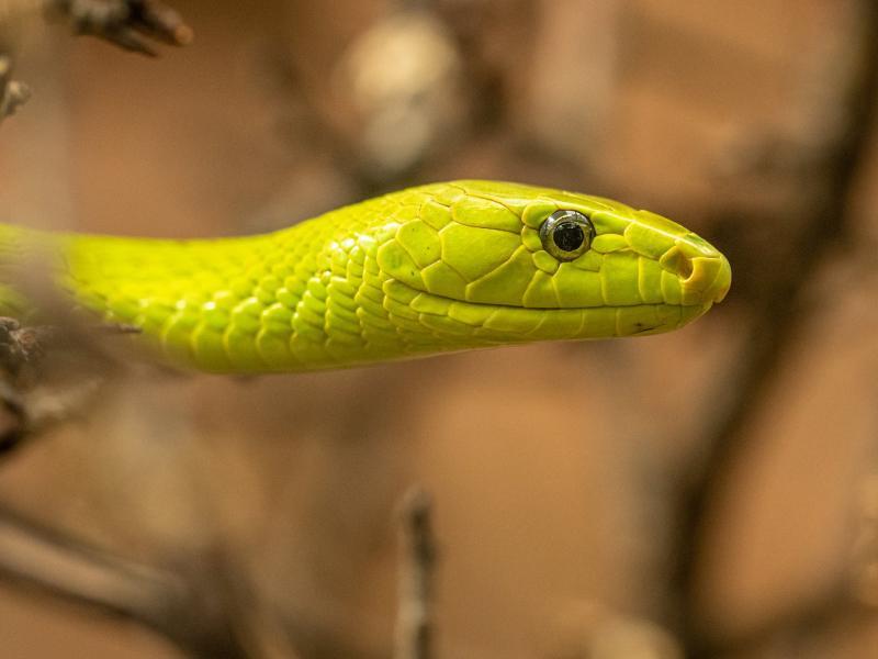 Sonhar com Víboras Amarelas