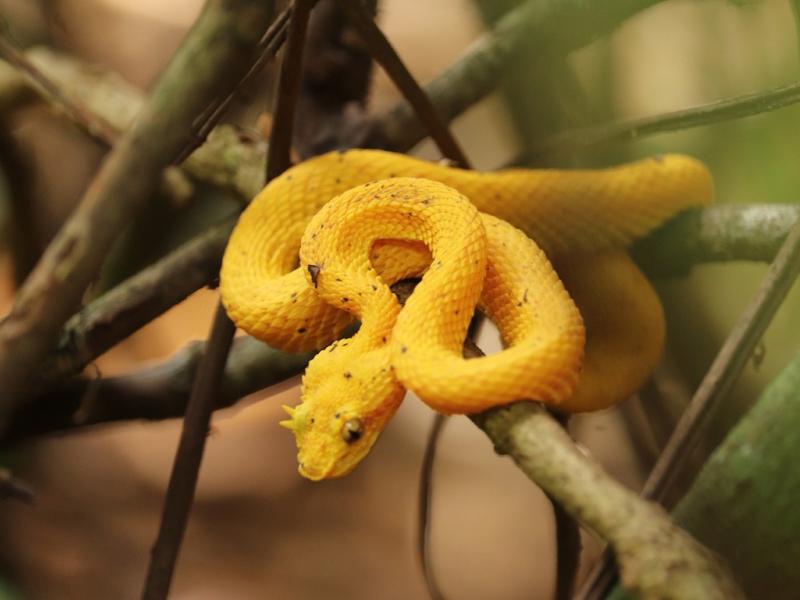Sonhar com Víboras Laranjas