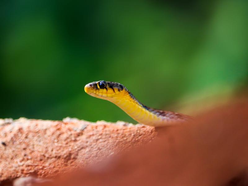 Sonhar com Pequenas Víboras